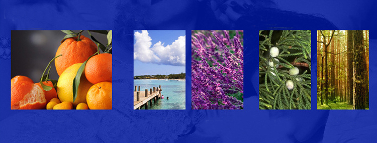 Nước hoa Ardor for Him pheromone hấp dẫn nam quyến rũ phái đẹp Nước hoa Ardor for Him pheromone hấp dẫn nam quyến rũ phái đẹp